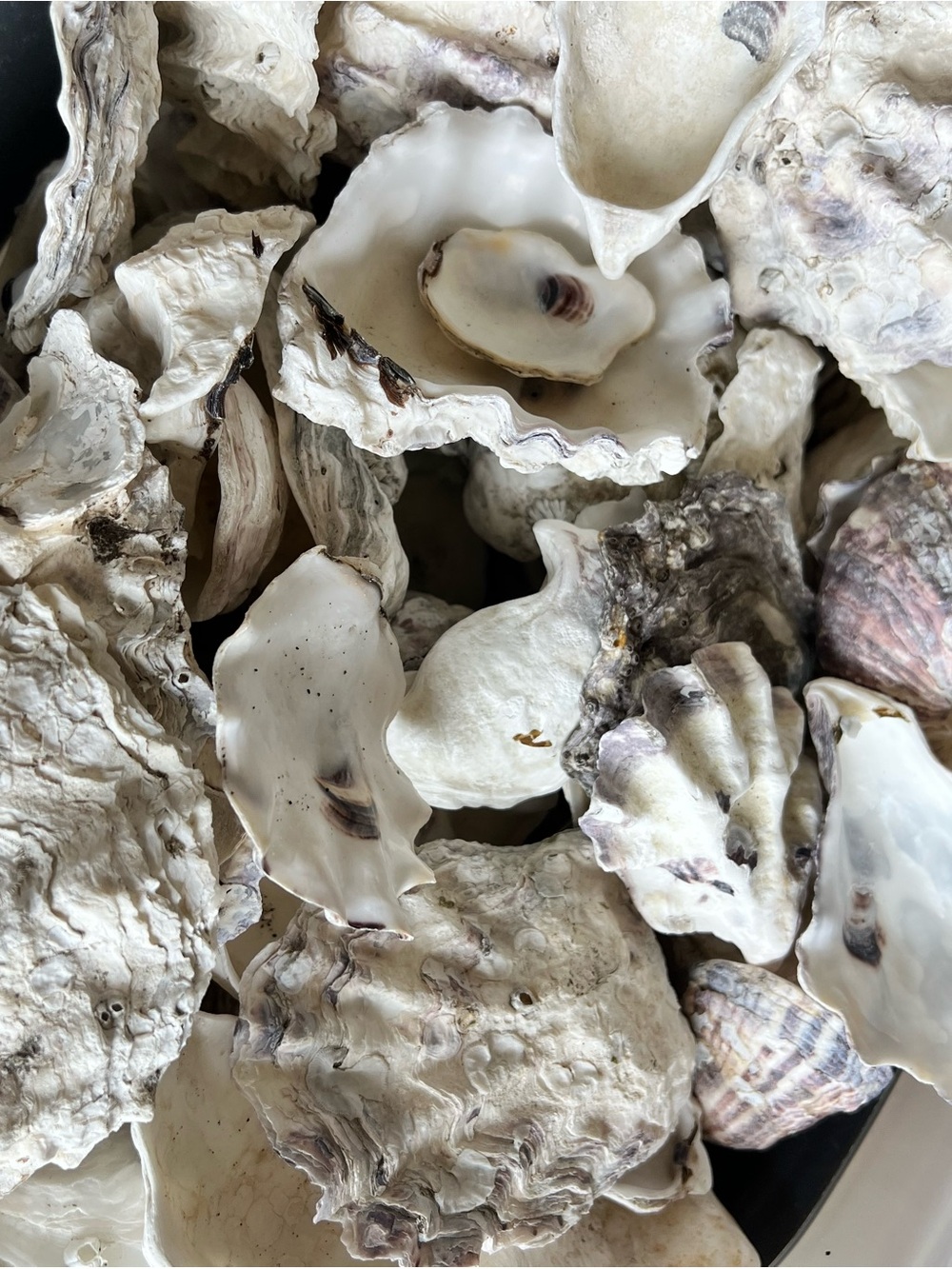 Decorative Oyster Shells - White Natural Sea Shells - Picture 2 of 4